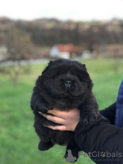 Foto №3. Männliche Chow-Chow-Welpen zu verkaufen!. Serbien