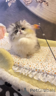 Foto №1. minuet cat kurzhaar - zum Verkauf in der Stadt Arnsberg | 350€ | Ankündigung № 153190