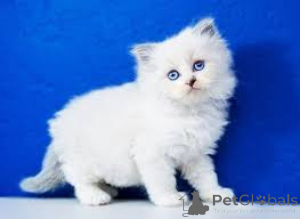 Foto №2 zu Ankündigung № 166779 zu verkaufen ragdoll-katze - einkaufen Frankreich quotient 	ankündigung, züchter