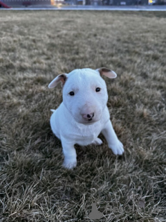 Foto №1. bullterrier - zum Verkauf in der Stadt Schlechtes Soden-Salmünster | verhandelt | Ankündigung № 162360