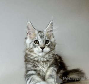 Foto №1. maine-coon-katze - zum Verkauf in der Stadt Baden-Baden | 990€ | Ankündigung № 163722