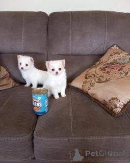 Foto №2 zu Ankündigung № 166895 zu verkaufen chihuahua - einkaufen Polen 