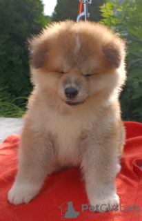 Foto №3. Akita. Polen