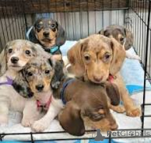 Foto №1. dackel - zum Verkauf in der Stadt Brüssel | 700€ | Ankündigung № 166575