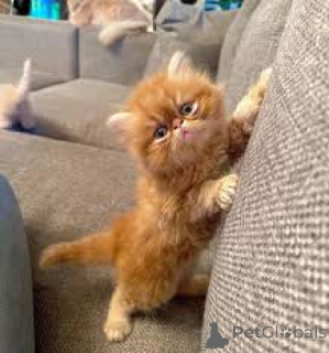 Foto №3. Entzückende persönliche Chatons sind à la vente verfügbar.. Finnland