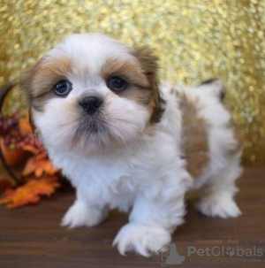 Foto №2 zu Ankündigung № 111503 zu verkaufen shih tzu - einkaufen Russische Föderation 