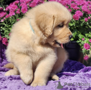 Foto №3. Golden Retriever. USA