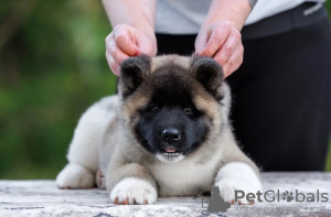 Foto №1. amerikanischer akita - zum Verkauf in der Stadt Москва | verhandelt | Ankündigung № 121052