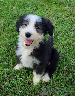 Foto №2 zu Ankündigung № 110091 zu verkaufen bearded collie - einkaufen USA 