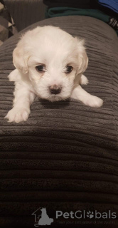Foto №4. Ich werde verkaufen bichon frisé in der Stadt Jáchymov. quotient 	ankündigung, züchter - preis - 650€