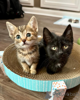 Foto №1. hauskatze - zum Verkauf in der Stadt München | 40€ | Ankündigung № 150622