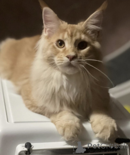 Foto №1. maine-coon-katze - zum Verkauf in der Stadt Baden-Baden | 965€ | Ankündigung № 163185