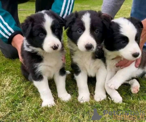 Foto №1. border collie - zum Verkauf in der Stadt Berlin | verhandelt | Ankündigung № 23913