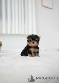 Foto №3. Diese kleinen Süßen haben wunderschöne Markierungen. Finnland