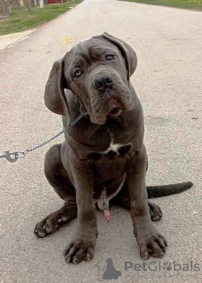 Foto №4. Ich werde verkaufen cane corso italiano in der Stadt Žitište.  - preis - verhandelt
