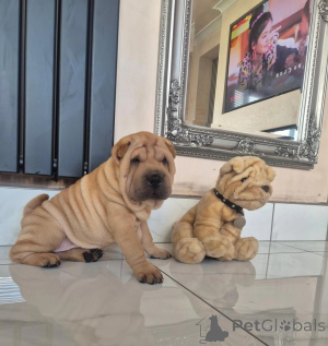 Foto №1. shar-pei - zum Verkauf in der Stadt Birlenbach | 350€ | Ankündigung № 178881