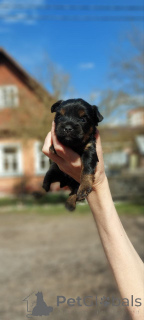 Foto №1. yorkshire terrier - zum Verkauf in der Stadt Meljine | 750€ | Ankündigung № 163328