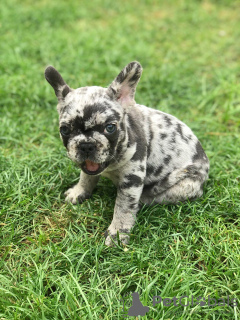 Foto №3. Festliche Französische Bulldoggen-Welpen zu verkaufen. Deutschland