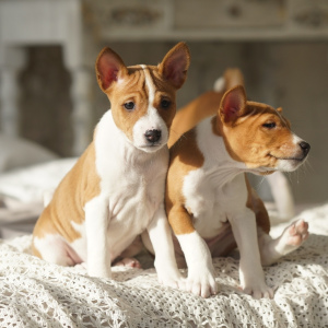 Foto №4. Ich werde verkaufen basenji in der Stadt Ischewsk. quotient 	ankündigung - preis - 543€