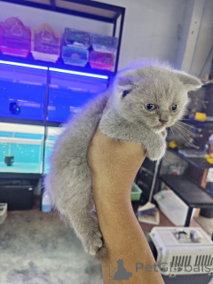 Foto №1. schottische faltohrkatze - zum Verkauf in der Stadt Anderu | 530€ | Ankündigung № 172074