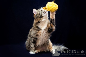 Foto №3. Flauschige dreifarbige Katze Maggie in guten Händen. Russische Föderation