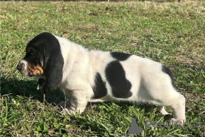 Foto №2 zu Ankündigung № 110080 zu verkaufen basset hound - einkaufen USA 