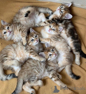 Foto №1. sibirische katze - zum Verkauf in der Stadt Erlangen-höchstadt | 350€ | Ankündigung № 172324