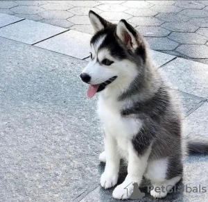 Foto №2 zu Ankündigung № 116929 zu verkaufen siberian husky - einkaufen Belgien quotient 	ankündigung, züchter