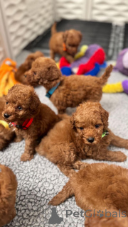 Foto №1. pudel (toy) - zum Verkauf in der Stadt Düsseldorf | verhandelt | Ankündigung № 152579