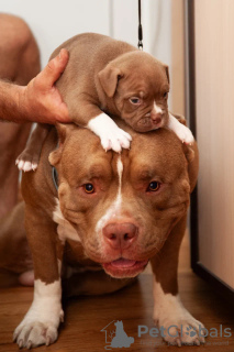 Zusätzliche Fotos: Amerikanischer Bully-Welpen-Standardklassiker