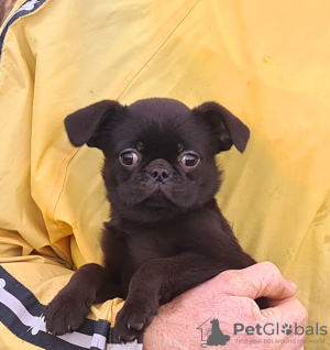 Foto №3. Petit Brabançon Mädchen und Jungen. Lettland