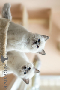 Foto №1. birma-katze - zum Verkauf in der Stadt Beaufort | 350€ | Ankündigung № 172417