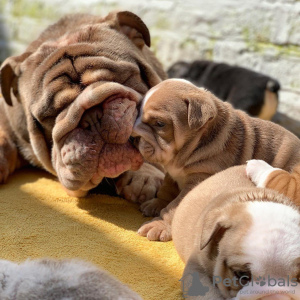 Foto №1. englische bulldogge - zum Verkauf in der Stadt Роттердам | 570€ | Ankündigung № 75899