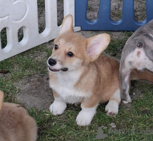 Foto №1. welsh corgi - zum Verkauf in der Stadt Neuer Garten | verhandelt | Ankündigung № 168777
