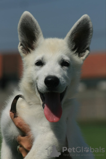 Foto №4. Ich werde verkaufen berger blanc suisse in der Stadt Šabac. züchter - preis - verhandelt