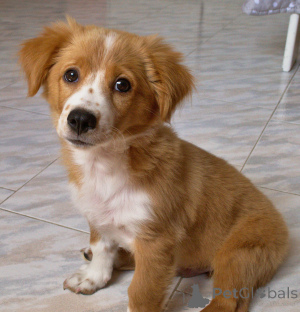 Foto №1.  - zum Verkauf in der Stadt Antheia | 800€ | Ankündigung № 162997