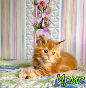 Foto №3. Iris Maine Coon Girl. Russische Föderation