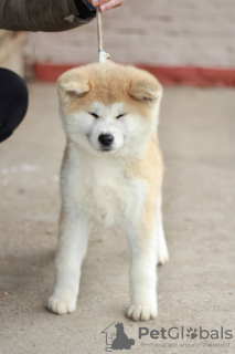 Foto №4. Ich werde verkaufen akita in der Stadt Belgrad.  - preis - verhandelt