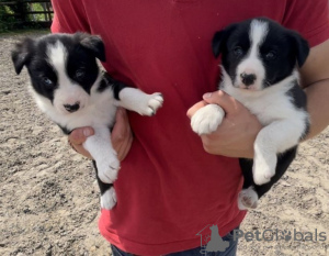 Foto №1. border collie - zum Verkauf in der Stadt Stockholm | 237€ | Ankündigung № 117973