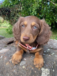 Foto №1. dackel - zum Verkauf in der Stadt Valmadonna | verhandelt | Ankündigung № 158456