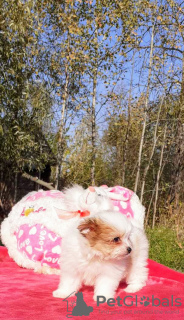 Foto №3. Süßes Baby. Russische Föderation