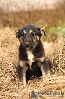 Foto №4. Ich werde verkaufen mischlingshund in der Stadt Москва. quotient 	ankündigung - preis - Frei