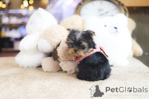 Foto №4. Ich werde verkaufen yorkshire terrier in der Stadt Colorado City. züchter - preis - 285€