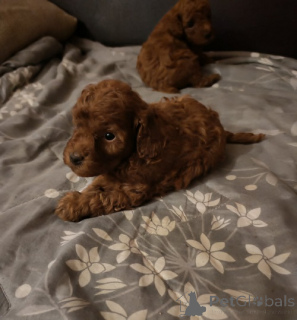 Foto №3. Ambalangan ayura ya poodle. Serbien