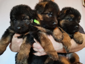 Foto №2 zu Ankündigung № 5727 zu verkaufen deutscher schäferhund - einkaufen Russische Föderation quotient 	ankündigung, vom kindergarten