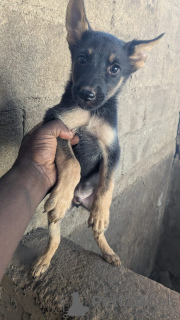 Foto №2 zu Ankündigung № 165025 zu verkaufen deutscher schäferhund - einkaufen USA 