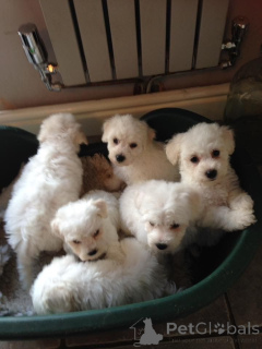 Foto №4. Ich werde verkaufen bichon frisé in der Stadt Delsbo. quotient 	ankündigung, züchter - preis - 600€