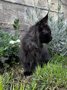 Foto №4. Ich werde verkaufen maine-coon-katze in der Stadt Pjatigorsk. vom kindergarten - preis - 1078€