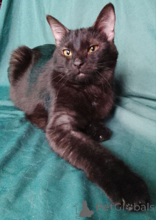 Foto №3. Sabrina sucht ein Zuhause.. Russische Föderation