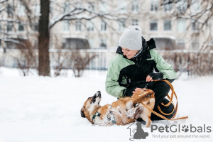 Zusätzliche Fotos: Kurzfüßiger Kürbis sucht ein Zuhause!